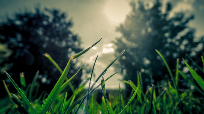 a low angle shot of green blades of grass against a background of trees, grass tuft in the afternoon 4k