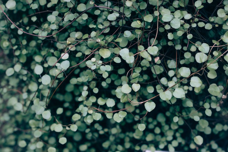 vine plant garden and leaf 4k