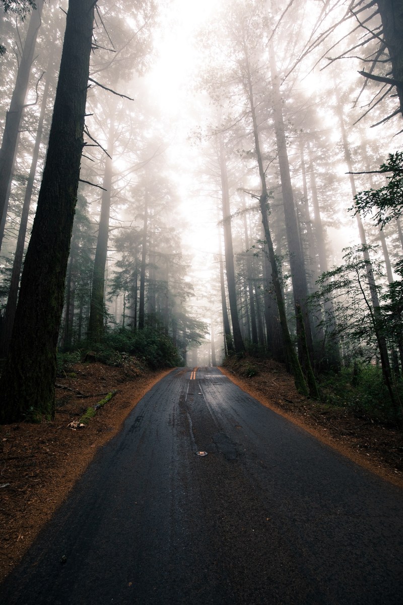 tree road lane and track hd, 4k