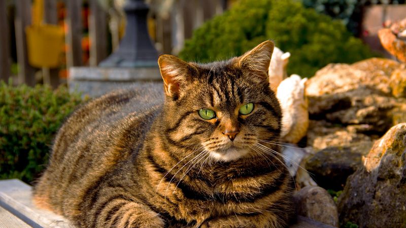 cat, striped, thick, shadow, 4k