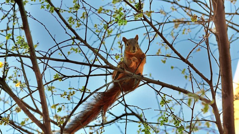 squirrel, tree, animal, spring, 4k