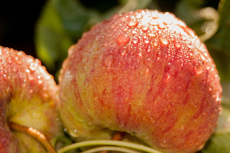 two peaches covered in dew, glistening apples 4k