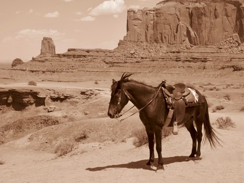 pony horse saddle and canyon 4k