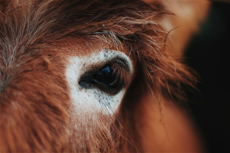 a close up of a chestnut horses dark eye, dark horse eye 4k
