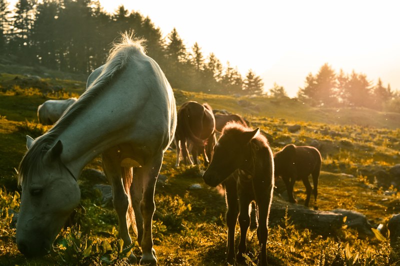 adult horses and ponies grazing on a rocky slope in direct sunlight, sunset dreams 4k