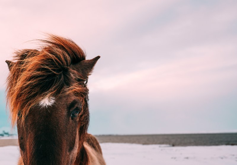 close up of the head of a brown horse with a tousled mane standing in the snow, horse in a snowy field in close up 4k
