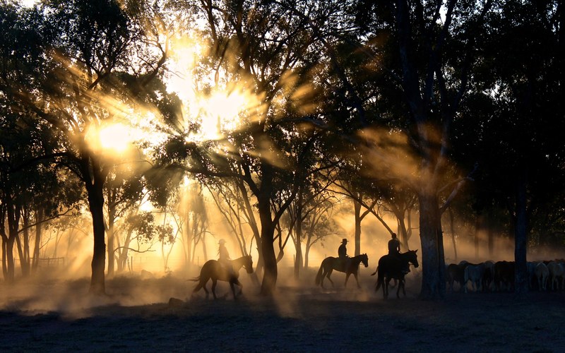 silhouettes of riders on horseback against the radiant sun breaking through the trees, the cattle herders 4k