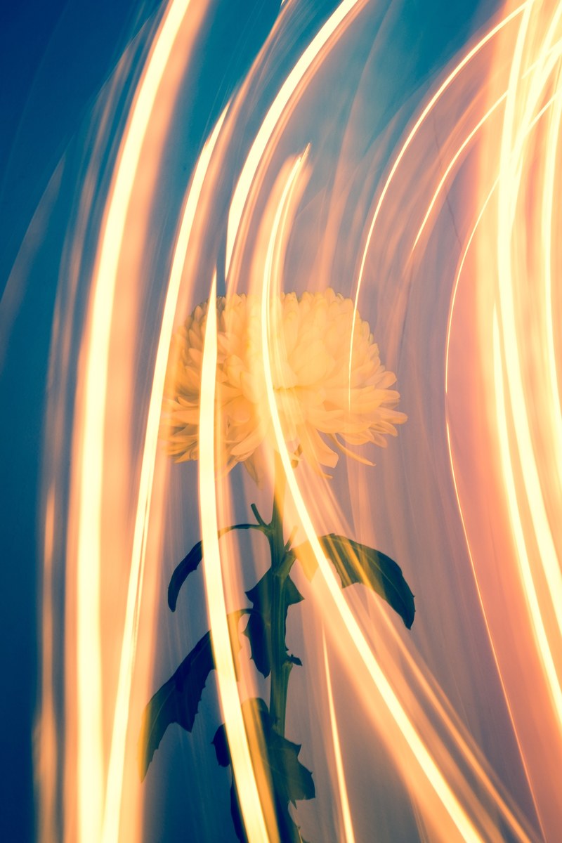 light motion light streak and flower hd, 4k