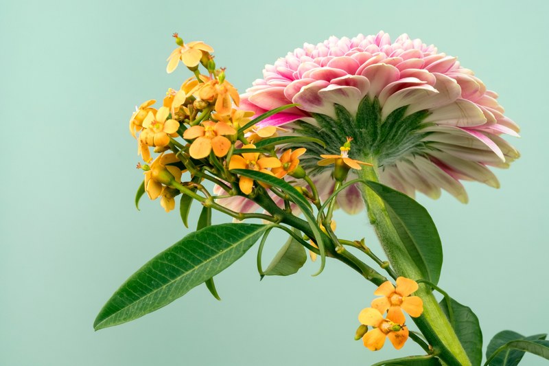 a low angle shot of the bottom of a pink dahlia and smaller orange flowers next to it, flowers 1 4k