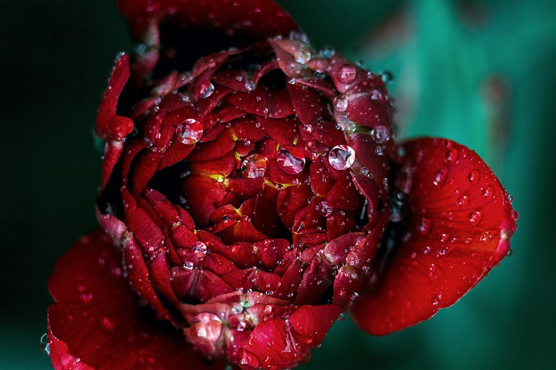 a top view of a deep red flower in blossom with large droplets of water, dew on a vibrant red flower 4k