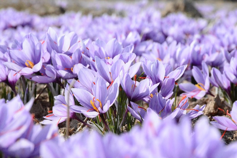 lilac and purple crocus flowers in spring mashhad, amiri mohammad iran 98 915 6117656 4k