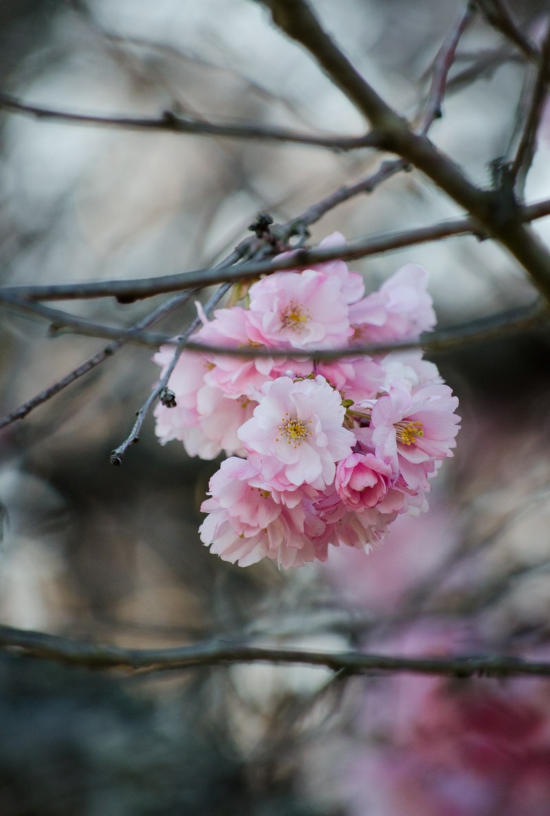 pink flower blossom bunch on branch in spring, pink blossom bunch spring 4k
