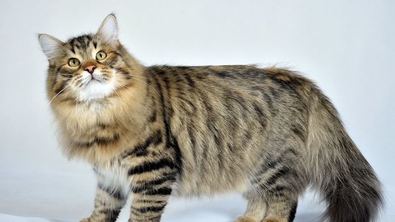 siberian cat, fluffy, cat, striped, 4k