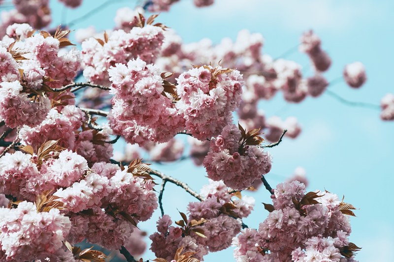 thick pink blossom on tree branch in austria with blue sky in spring, blossom austria spring 4k