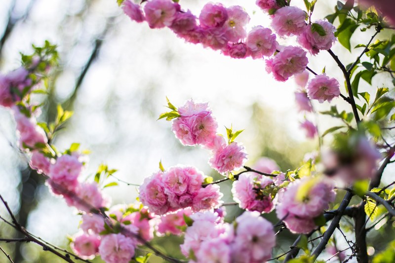 bunches of thick pink blossom on leafy branches in daytime in spring, bunches blossom spring 4k
