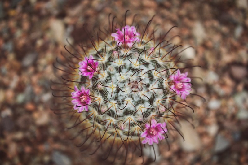 an overhead shot of a small cactus blooming with purple flowers, floreciendo en medio del desierto 4k