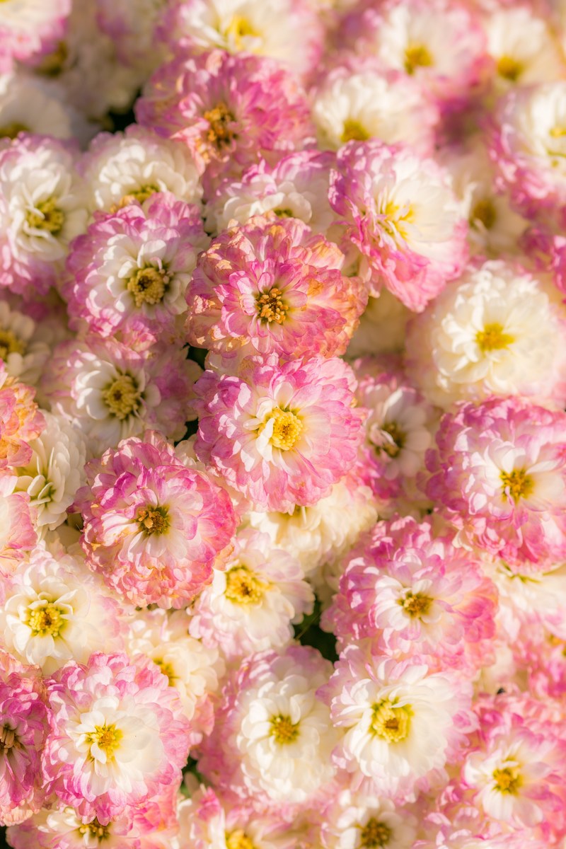 bouquet flower pink and pastel hd, 4k