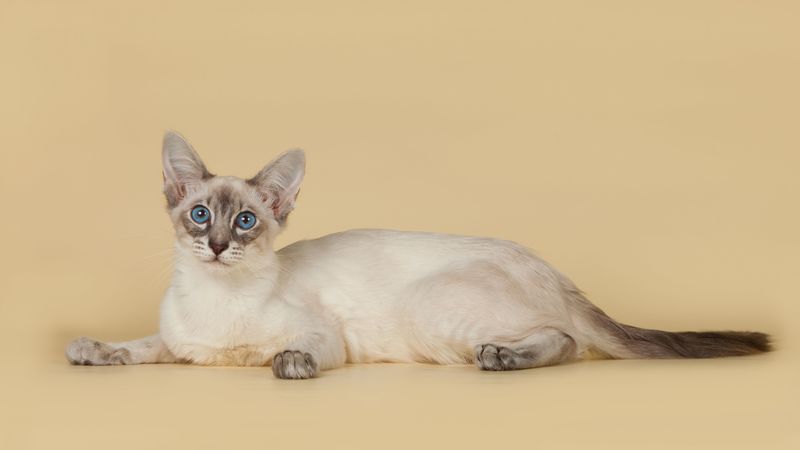 bali, balinese, balinese cat, breed, color, 4k