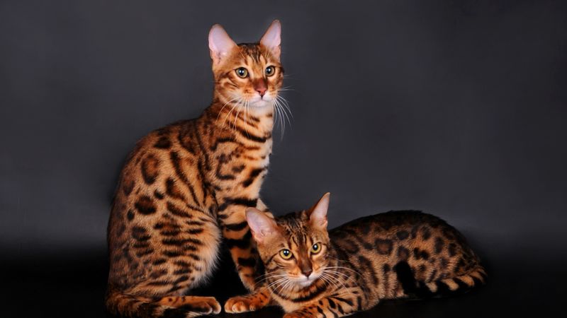 bengal cat, cat, couple, leopard color, 4k