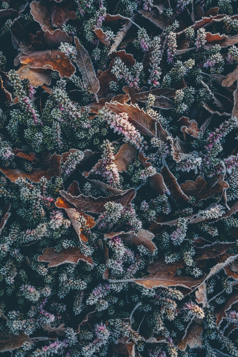 frosty heather and leaves 4k