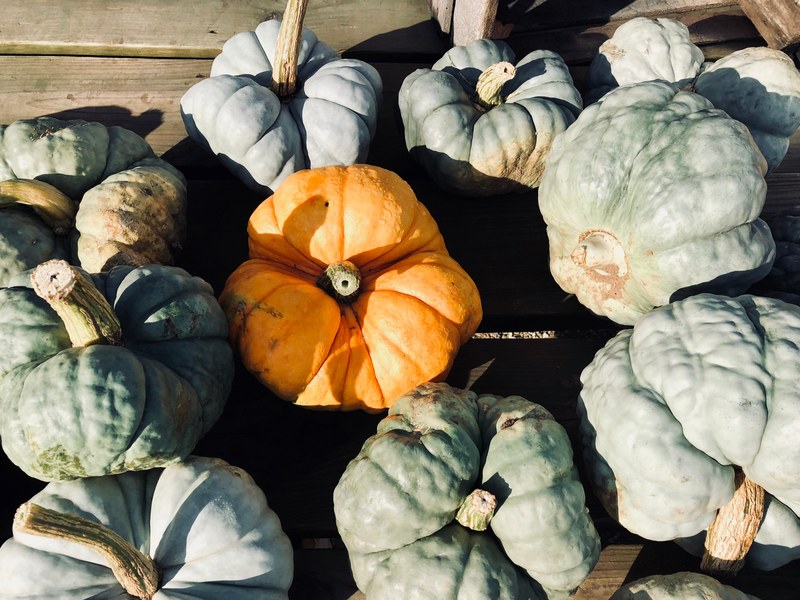 pumpkin gourd sunlight and shadow 4k