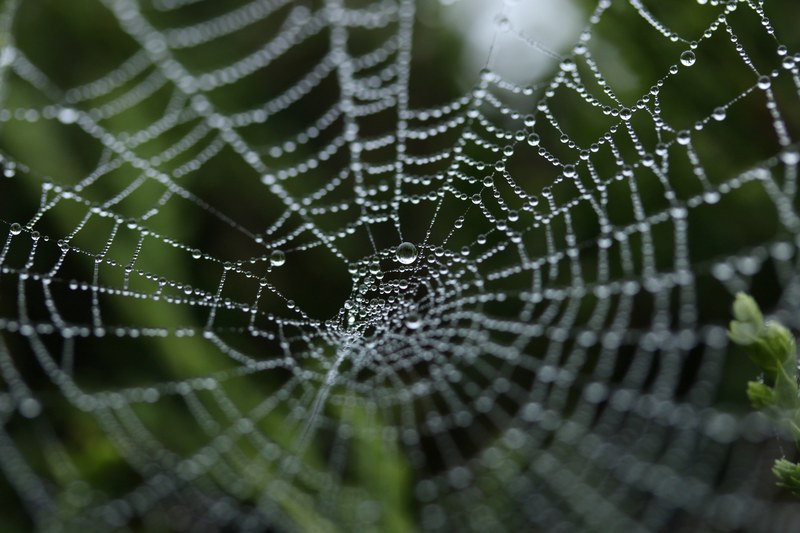 web spider web dew and spiderweb 4k