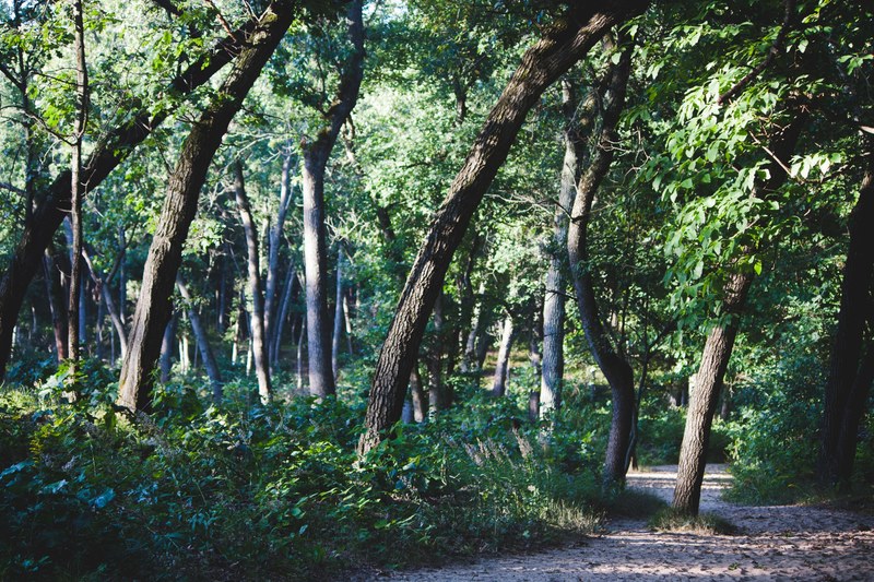 a path through a deciduous forest in indiana dunes national lakeshore, path among leafy trees 4k