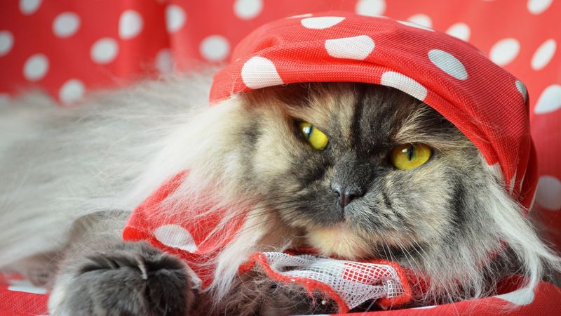cat, fluffy, shawl, lying, face, 4k
