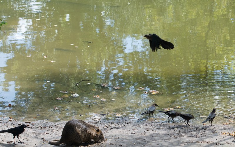 nutria rat 4k