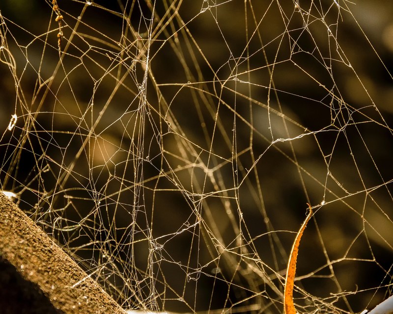 inspired by charlottes web 4k