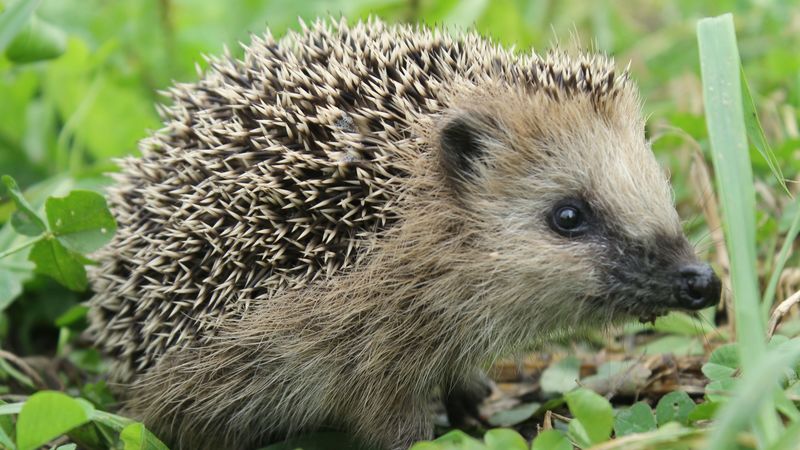 hedgehog, grass, muzzle, spikes, 4k