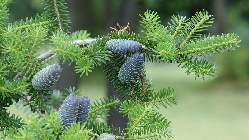 pine needles, pine cones, tree, branches, 4k