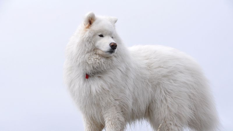 samoyed, fluffy, dog, 4k