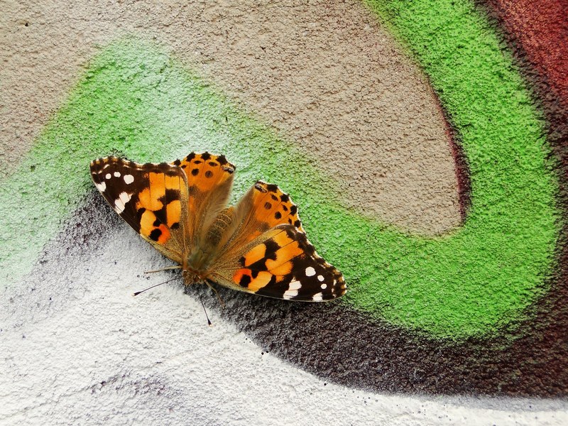rusaka osetnik na graffiti 4k