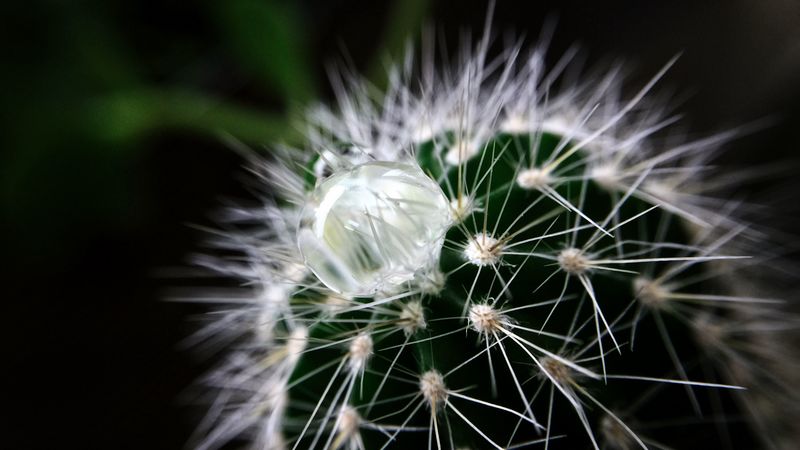 cactus, plant, drop, 4k