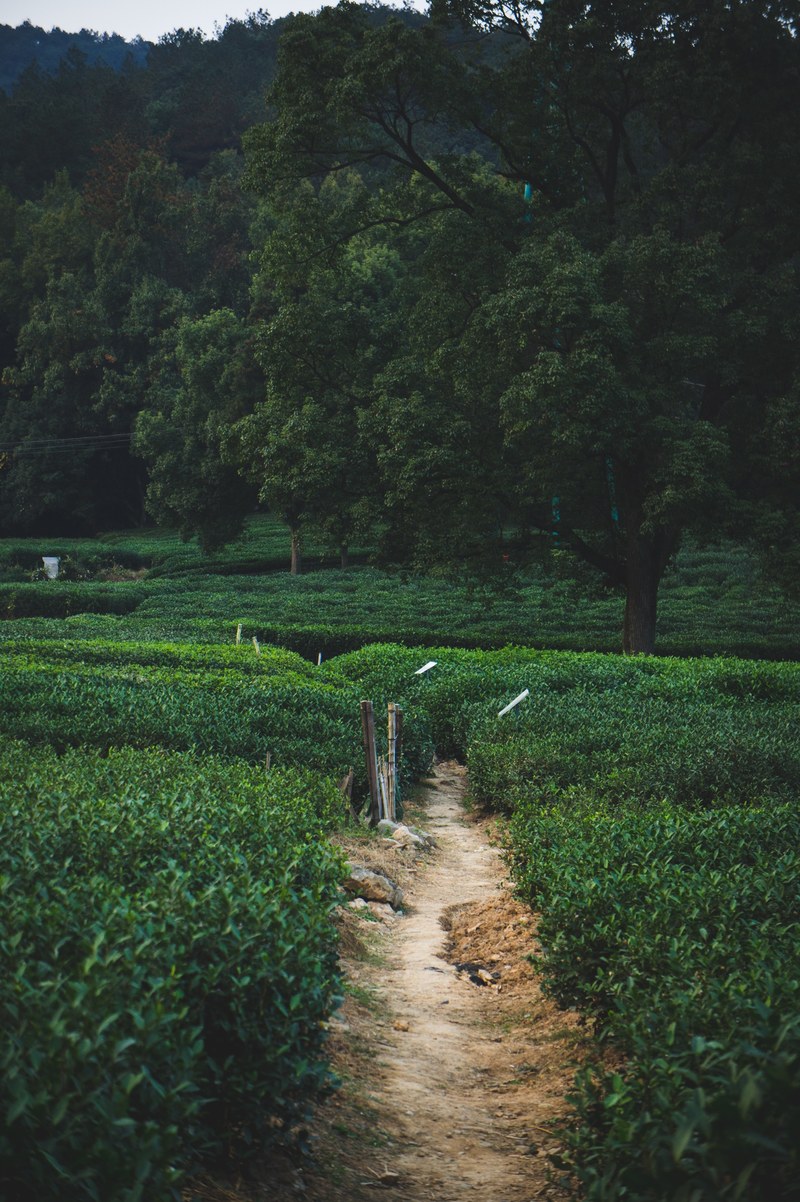 path track green and field hd, 4k