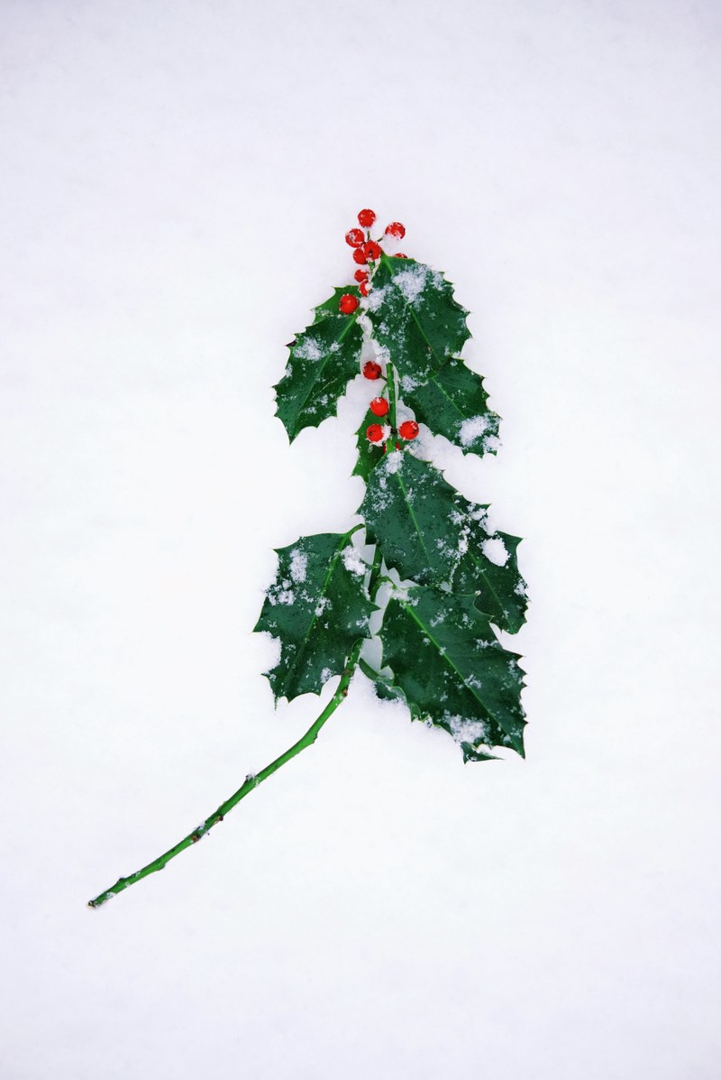 holly in the snow 4k