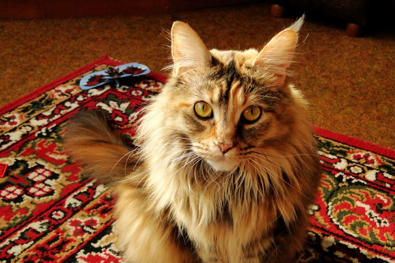 maine coon samica w sypialni 4k