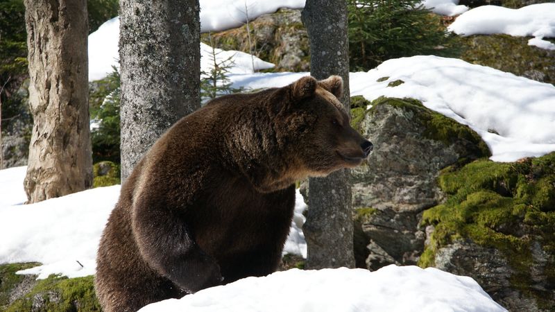 eurasian bear, bear, winter, snow, trees, 4k