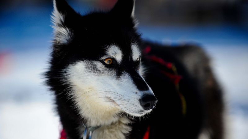 husky, dog, puppy, snout, 4k