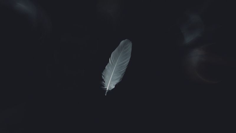 feather, minimalism, bw, 4k