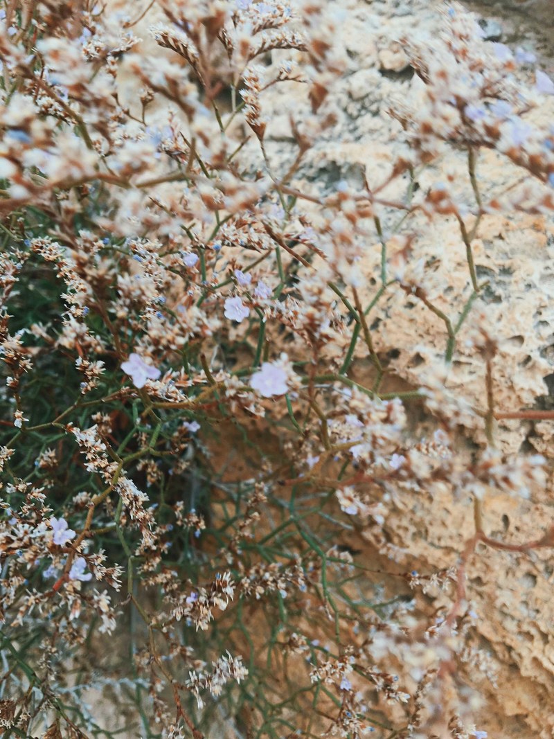plants of ibiza 4k