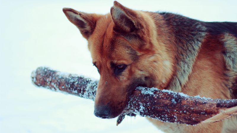 snow, dog, german shepherd, 4k