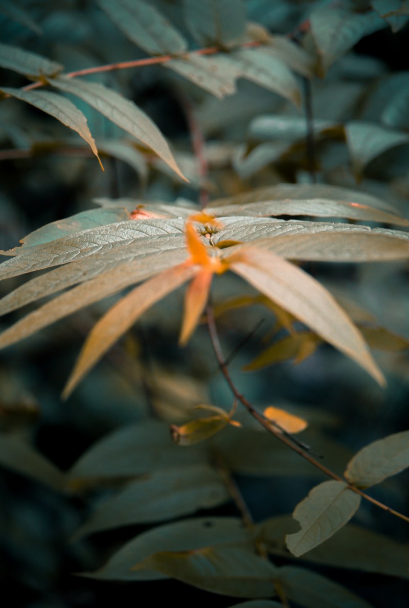 faded leafs 4k