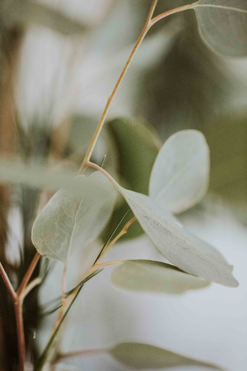 eucalyptus 4k