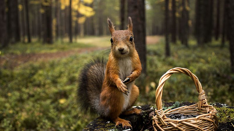 squirrel, grass, shopping, summer, greens, 4k