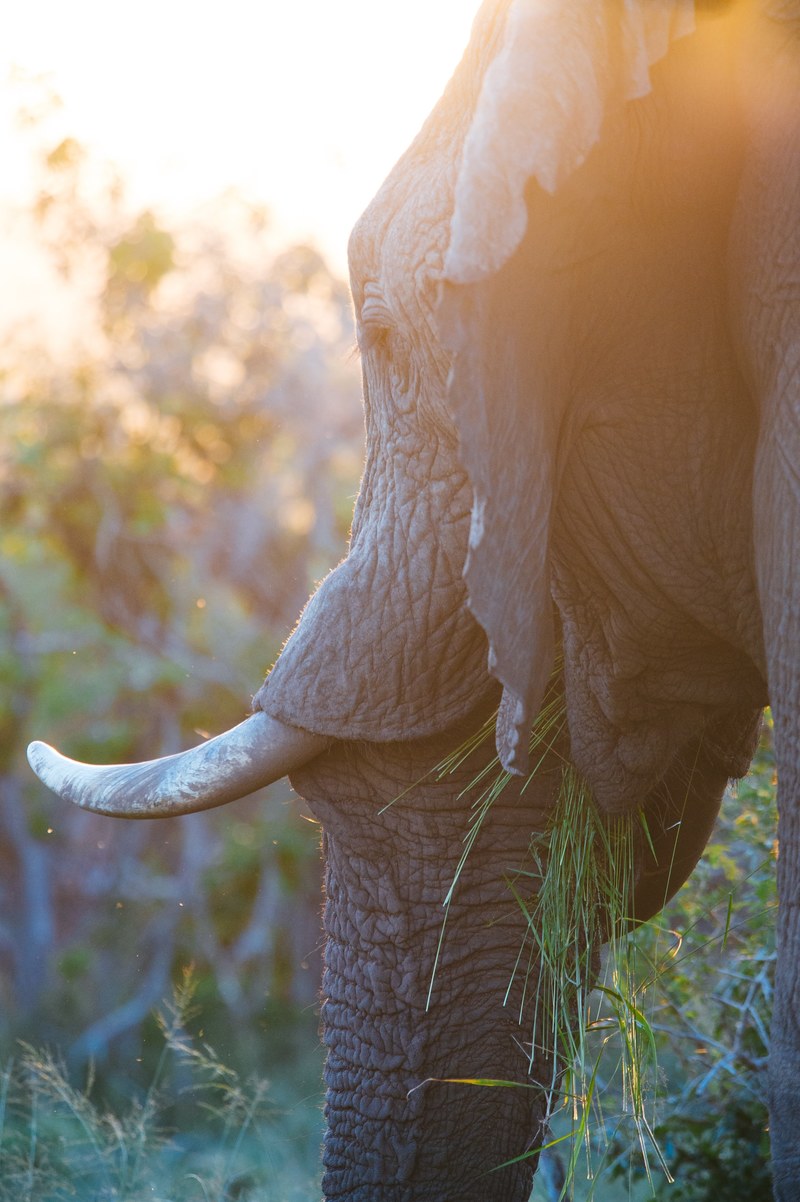 elephant animal tusk and trunk hd, 4k