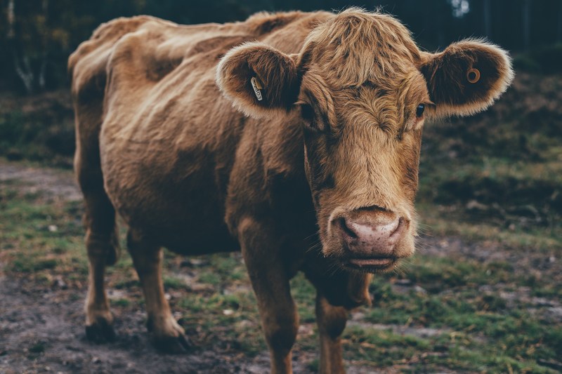 cow animal bovine and calf 4k