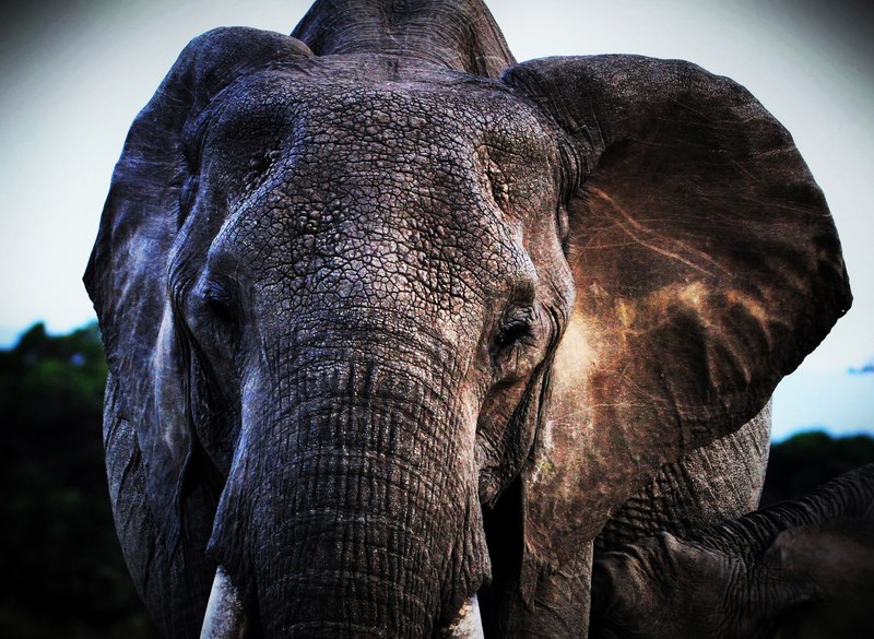 elephant animal portrait elephant portrait and elephant face 4k