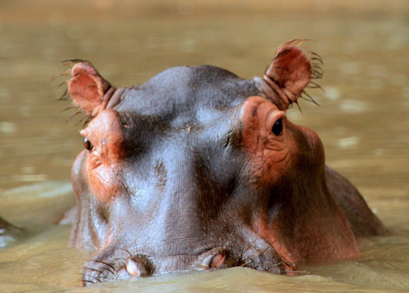 hippopotamus rising from a dirty lake, hippo eyes 4k